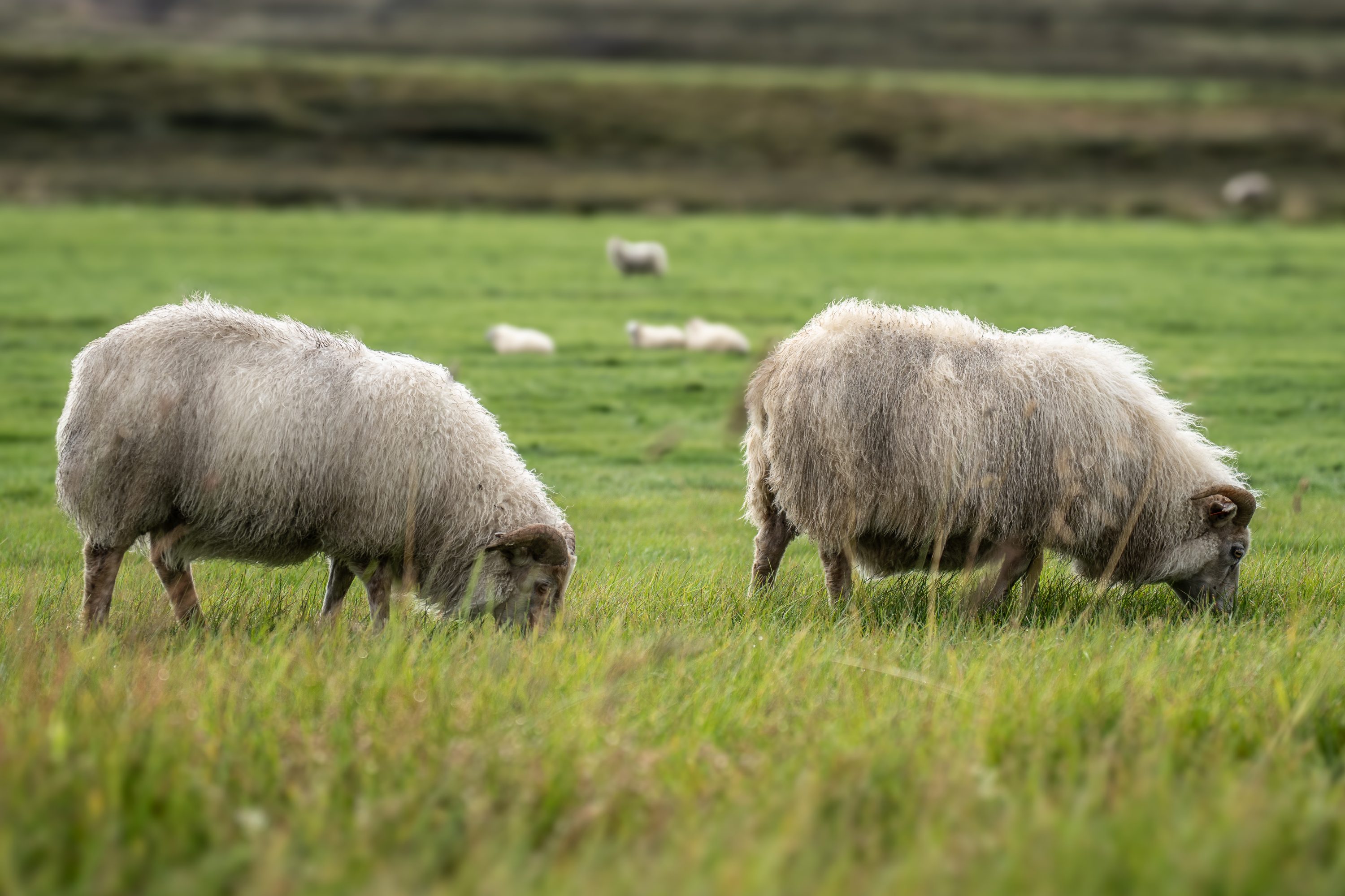 Islande - Moutons (2)