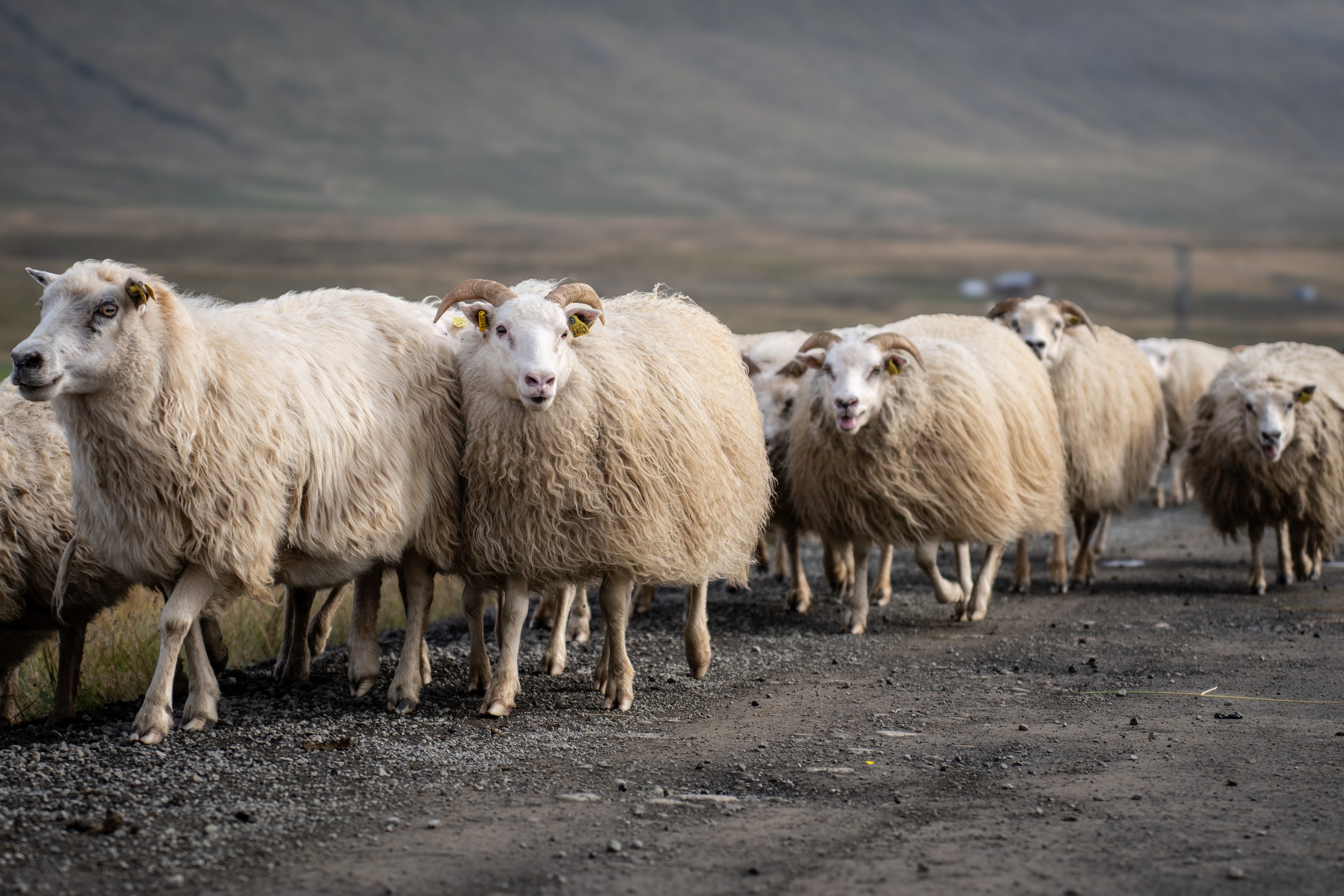 Islande - Moutons